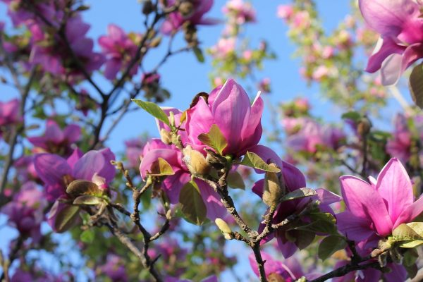 Springtime Saucer Magnolia Tree Magnolia